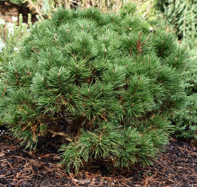 Pinus mugo 'Gnom"